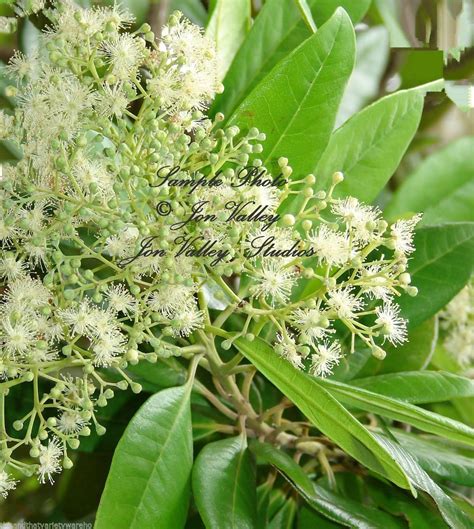 pimenta dioica allspice seeds jamaican pepper spice ornamental container plant 10