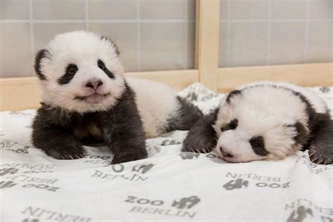 Meet The Twin Panda Cubs That Are Capturing Hearts