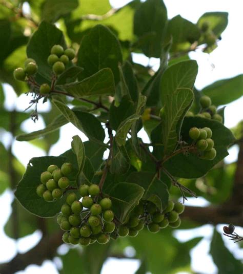 Flora Of Mozambique Species Information Individual Images