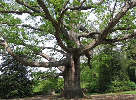 White Oak A North Carolina Native Tree Grateful Trees And Bees