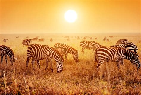Zebras Many Fields Sunrises And Sunsets Animals Wallpapers