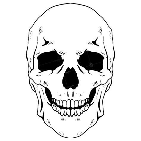 Anatomy Skeleton Skull Line Hd Image Graphicscrate