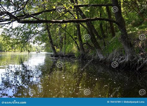 Trees Over Water Stock Image Image Of Green Nature 78410789