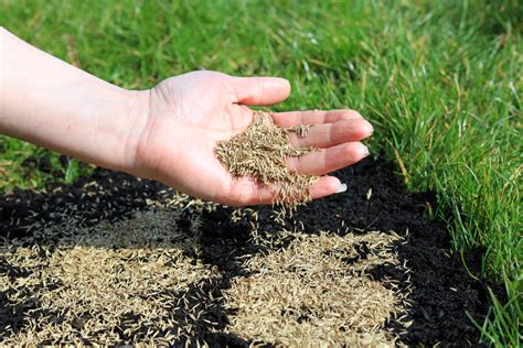 Planting Grass Seed Pay Attention To These 4 Things And Your New Turf