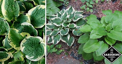 Most gardeners aim to split their hostas before the seasonal spring or fall rains. How to Divide Hostas - Gardening Channel