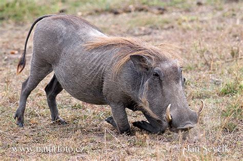 Phacochoerus Africanus Pictures Common Warthog Images Nature Wildlife