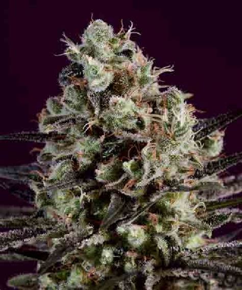 Royal Purple Kush X Scbdx Cannabis Seeds By Supercbdx Buy Royal