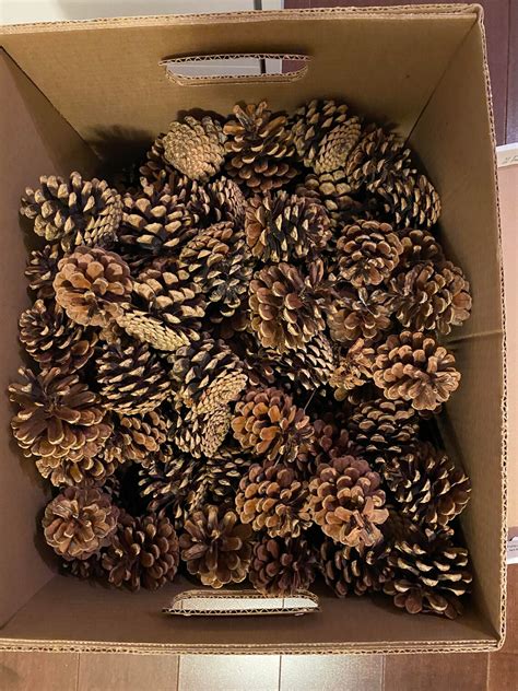 25 50 Pack Natural Pine Cones Round Various Sized Pine Etsy