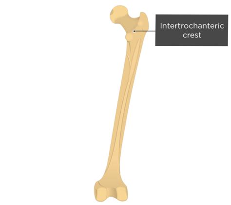 Femur Intertrochanteric Crest