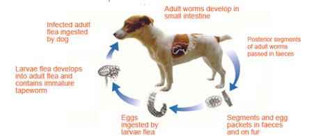 Symptoms Of Worms In Dogs With Pictures And Facts Worms In Dogs