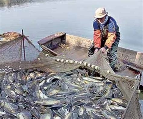 Producción De Pesca Y Acuacultura Aumenta Históricamente En México