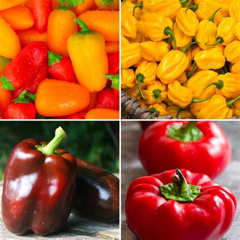 Annies Sweet Pepper Container Collection Annies Heirloom Seeds