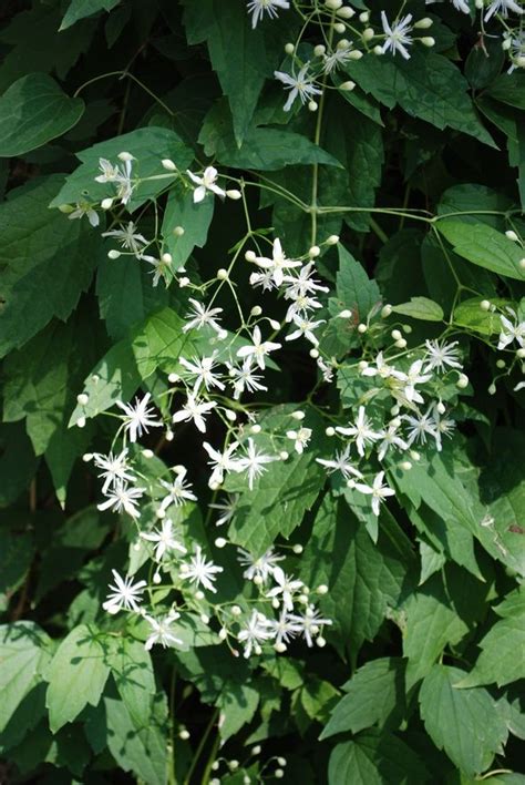 Glorious Virgins Bower Native Clematis That Grows Wild In The