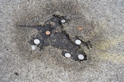 Viral ‘rat Hole’ Is Actually Decades Old Squirrel Imprint Beloved By The Block Neighbors Say