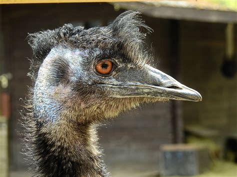 Hd Wallpaper Strauss Bird Ostrich Animal Flightless Bird Zoo Emu