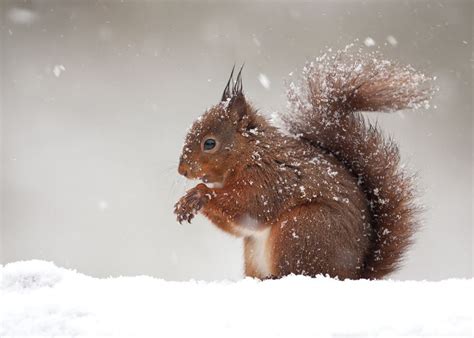 Red Squirrel In Snow By Giedrius Stakauskas Via 500px Animals Red