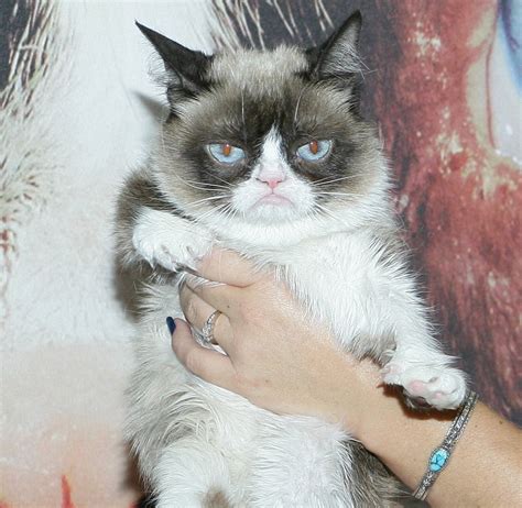 Grumpy Cat Is Dead At Only 7 And Twitter Is Frowning Over The News