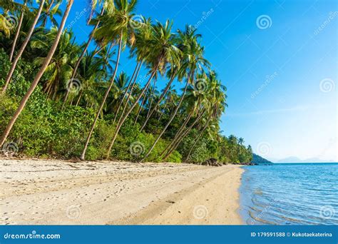 Sandy Beach Of A Paradise Deserted Tropical Island Palm Trees Overhang