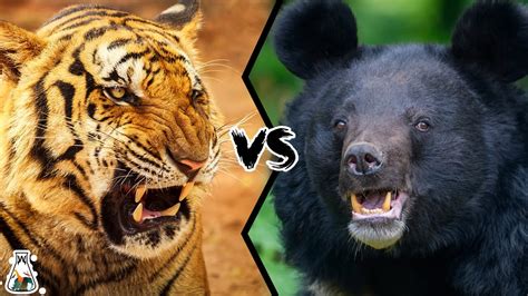 Bengal Tiger Vs Asiatic Black Bear Who Would Win YouTube