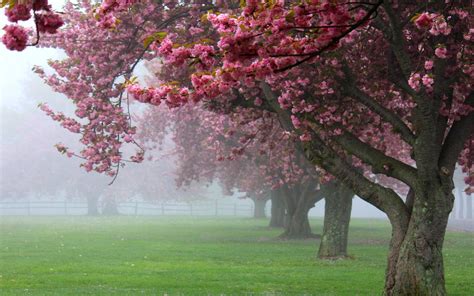 Nature Landscape Cherry Trees Mist Pink Flowers Spring Sunrise