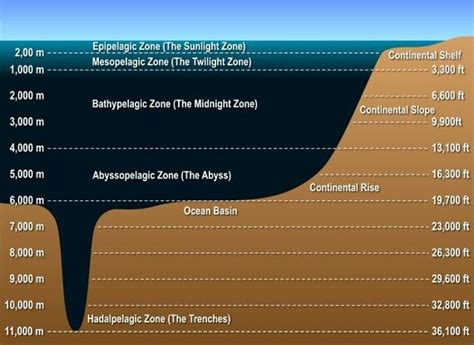 Levels Of The Ocean Layers Of The Ocean Ocean Zones Ocean Deep
