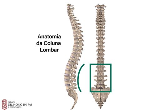 Anatomia Da Coluna Vertebral O Que Você Precisa Saber Clínica Dr