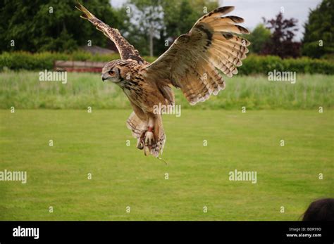 Eagle Owl Swooping Stock Photo Alamy