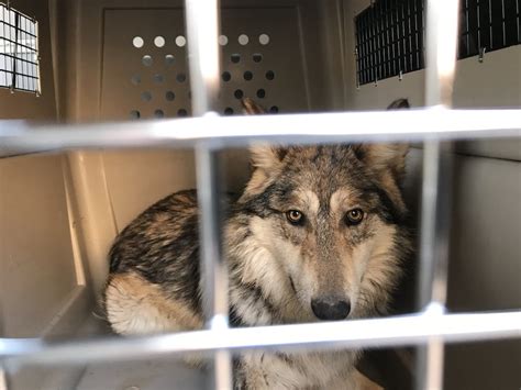 Mexican Gray Wolves Released From Biopark Into The Wild New Mexico