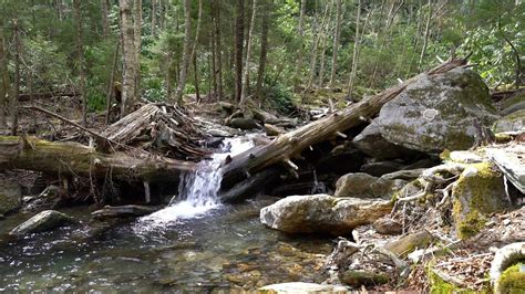 Stream Flowing Over Fallen Tree In Smoky Mountains Smoky Mountains