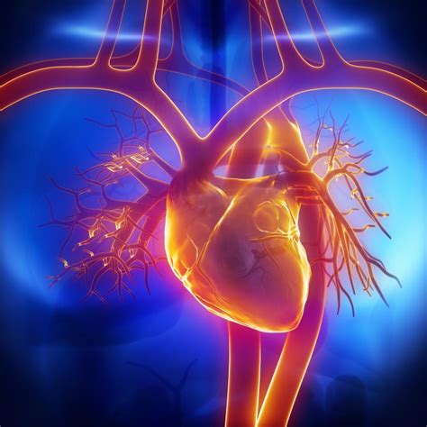 Find out exactly where the heart rests in your body and what it does. Creating Organs From Scratch: Scientists Say They Can ...