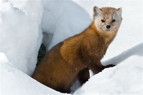 American Marten Facts Critterfacts