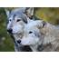Gray Wolf Delisted Throughout Lower 48 States  2020 10 29 Agri Pulse