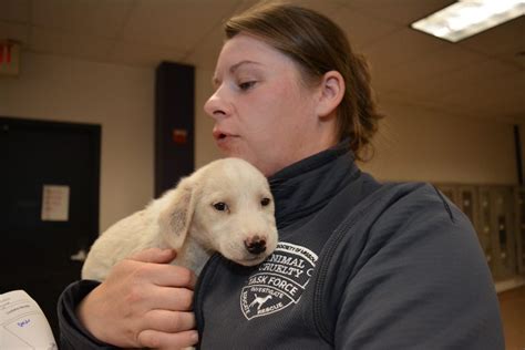 Lincoln County 36 Animals Rescued From Neglect Humane Society Of