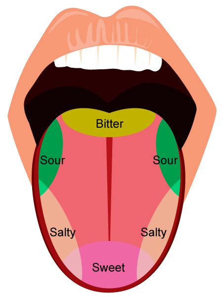 Taste Buds On Tongue Diagram