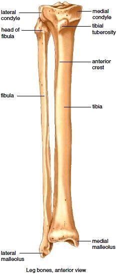 Parts Of The Leg Bone