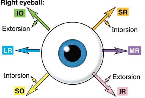 Neuroscience Of Eye Movements Flashcards Quizlet