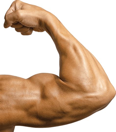 Biceps Svg 1 Muscle Svg Biceps Dxf Biceps Png Biceps Etsy Norway