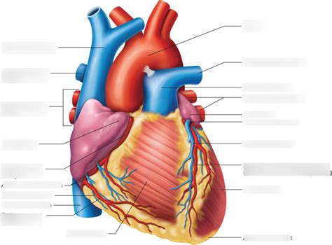 Heart Anterior Diagram Quizlet