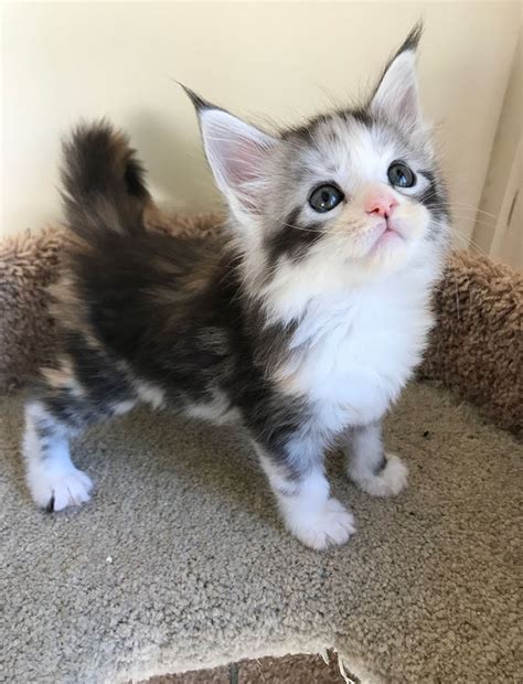 They are with individuals who can no longer keep them. Maine coon kittens for sale near me - Winstol Kitten Shelter