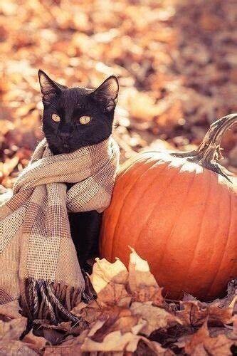 Black Cats And Pumpkins Autumn Pinterest Cat Pumpkin And Black Cats