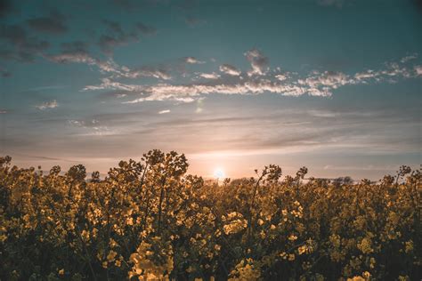 Flower Field Under Sunset · Free Stock Photo