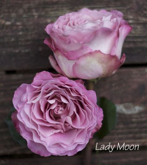 Lavender Dusty Pink Garden Rose Rose Varieties Rose Garden Design