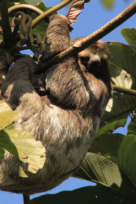 Brazilian Sloth In The Amazon In 2021 Rainforest Wildlife