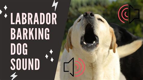 Labrador Barking Dog Sound Effect Youtube