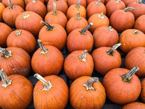 Large Orange Pumpkins Stock Photo Image Of Autumn Happy 216818238