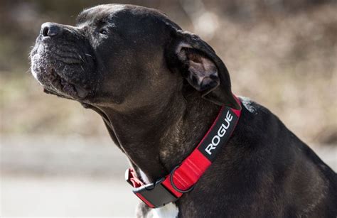 5 Best Dog Collars Reviewed In 2023 Skingroom