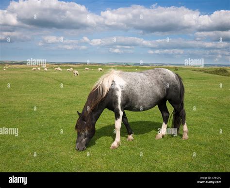 Pony In Northam Burrows Country Park Northam Devon England Stock