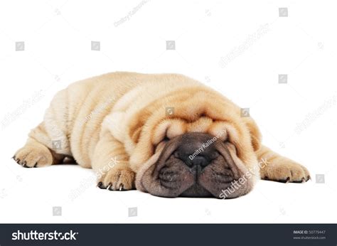 420 Sharpei Sleeping Images Stock Photos And Vectors Shutterstock