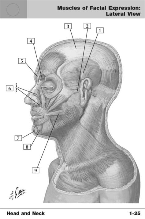 Muscles Of Facial Expression Lateral View Diagram Quizlet
