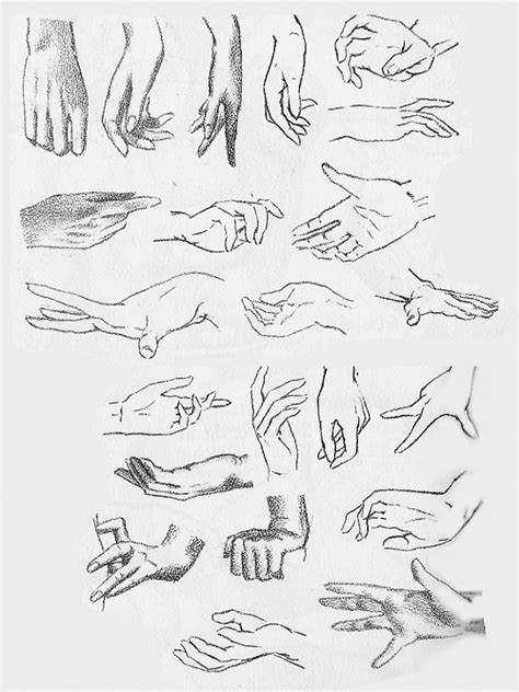 Hand Drawing Reference Pnasrus
